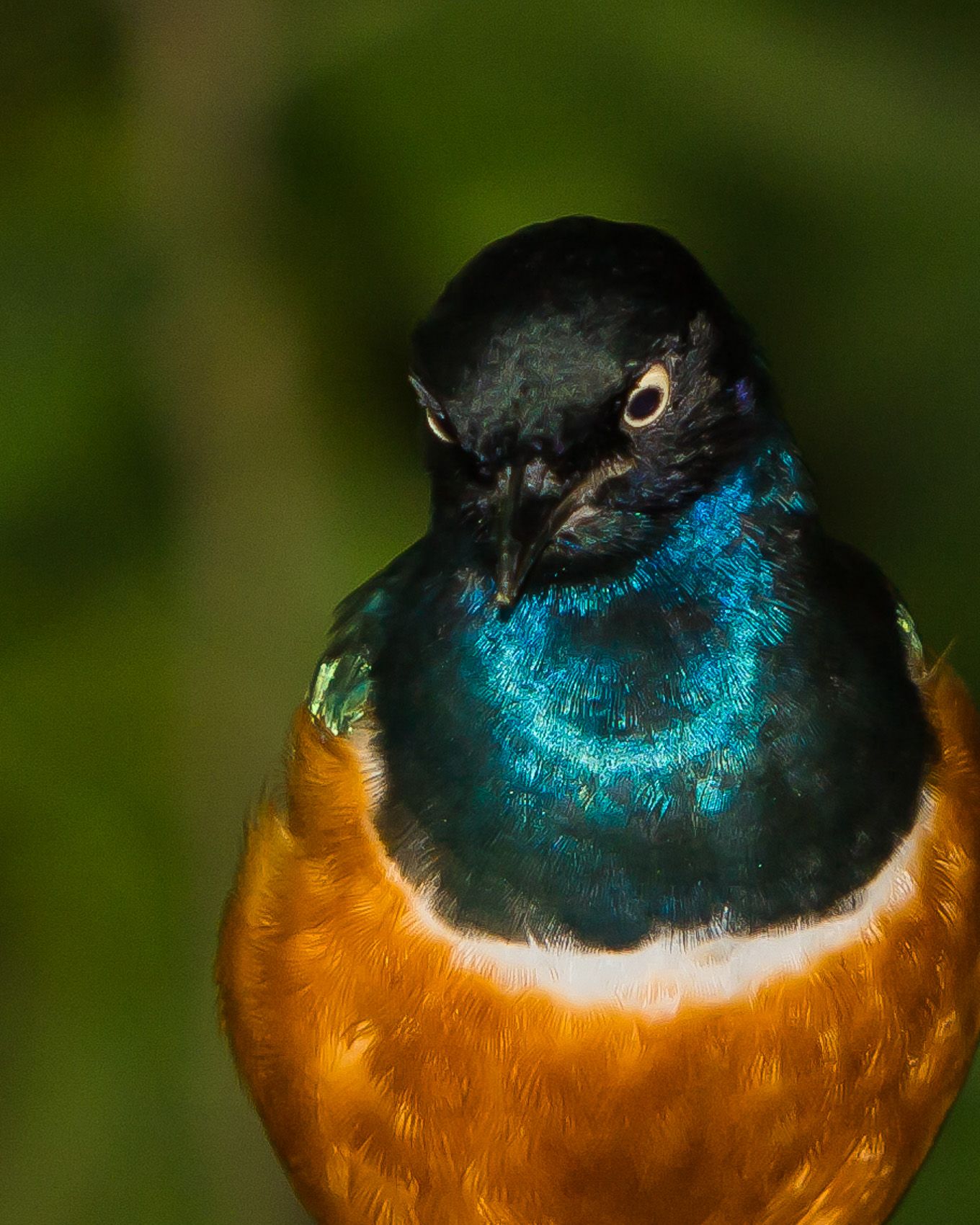 BIRDS OF SINGAPORE Rollie Waters Photography